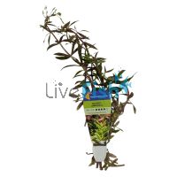 Magenta Limnophila - Bunch