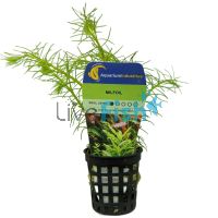 Milfoil - Pot 