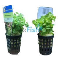 Pennywort Green - Bunch