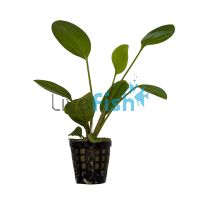 Sword Fire Feather - Pot