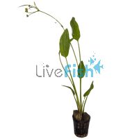 Sword Marble Queen - Pot