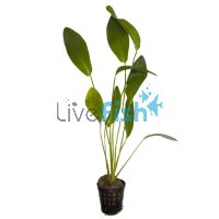 Sword Ozelot Nile Green - Pot