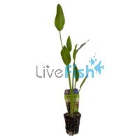 Sword Radicans - Pot