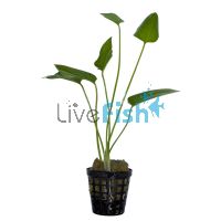 Sword Echinodorus Schuleteri - Pot
