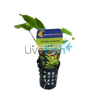 Sword Red Melon - Pot