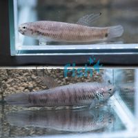 Pair Betta Pallifina 7cm
