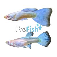 Pair Albino Sky Blue Guppy 3.5cm