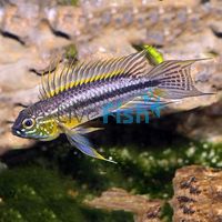 Pair Apisto. Bitaeniata Red Back - Select 4cm 