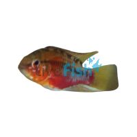 Pair Apisto. Hongsloi 3cm