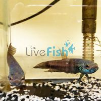 Male Betta Compuncta Orini 5cm