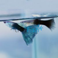 Pair Half Black & Blue Guppy 3cm