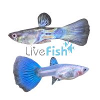 Pair Metal Snakeskin Guppy 3cm