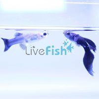 Pair Midnight Guppy 3.5cm 