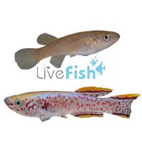 Pair Panchax Steel Blue 4cm