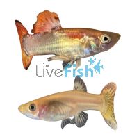 Pair Phoenix Guppy 3.5cm