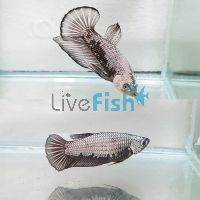 Pair PKHM Samurai Black Betta 4cm
