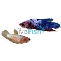 Pair Plakat Candy Koi - Betta Select 4cm