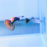 Pair Red Dragon Guppy 3cm