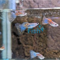Pair Red Grass Guppy 3.5cm