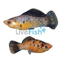Pair S.F Red Leopard Molly 6cm