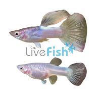 Pair Yellow Pingu Guppy 3.5cm