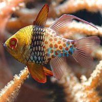 Cardinalfish Pajama - Large 