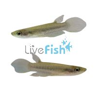 Panchax Dwarf - Sri Lanka - Wild Caught 2cm