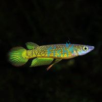 Panchax Giant Gold 5cm