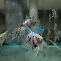 Panda Angelfish 6cm 