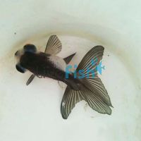 Panda - Black And White Goldfish 9cm