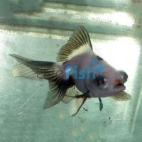 Panda Black and White Goldfish 5cm