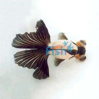 Panda - Black and White Goldfish 7cm