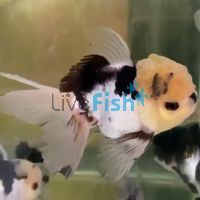 Oranda Panda - Select 9cm