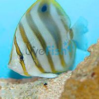 Ocellate Butterflyfish - Small