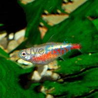 Albino Cardinal Tetra 1.5cm