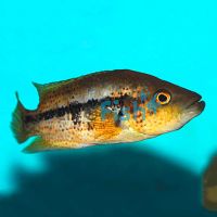 Wolf Cichlid - Cichlasoma Dovii 5cm