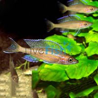 Neon Blue 4cm