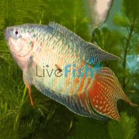 Male Paradise Fish 6cm