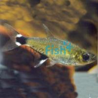 Paraguay Tetra 3cm