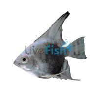 Paraiba Smokey Angelfish 3.5cm