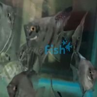 Paraiba Smokey Angelfish 8cm