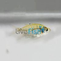 Glass Fish Indian 1cm