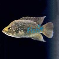 Paratilapia Polleni 3cm