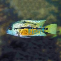 Parrot Cichlid 12cm