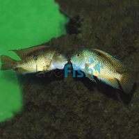 Parrot Cichlid 4cm