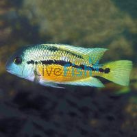 Parrot Cichlid 9cm