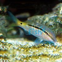 Dash N' Dot Goatfish - Small