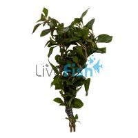 Ivy Green and Gold - Bunch