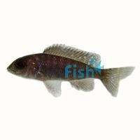 Peacock Cichlid Gallireya Reef 4cm
