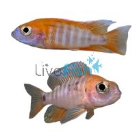 Peacock Cichlid - Eureka Red 3.5cm
